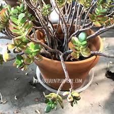 Prized as an indoor houseplant because of this attractive and interesting foliage wrap the cloth around the leaf, covering both the top and bottom surface. Jade Plant Branches Or Leaves Shriveling Drooping Succulent Plant Care