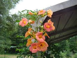 Image result for Carapa grandiflora