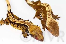 crested gecko morph guide colors morphs and traits