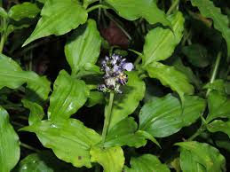 Image result for Aneilema arenicola