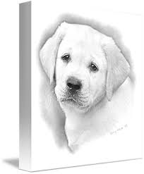 Pencil drawings of dog and puppies from your photos for sale. Lab Puppy Pencil By Sherry Wargo