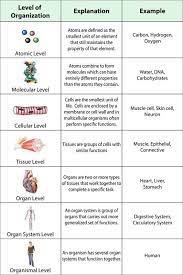 Levels Of Organisation Biology College Biology Lessons Biology Classroom