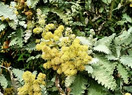 Image result for Xerophyta pauciramosa