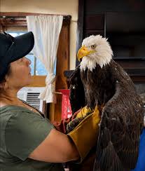 Big Bear’s famous bald eagle Jackie has died
