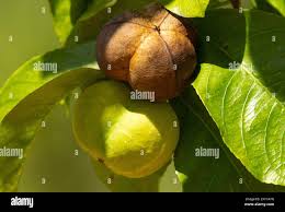 Image result for Excoecaria bussei