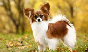 Papillons are also fast learners who have no problem picking up new tricks. Female Papillon Puppies For Sale Near Me Online