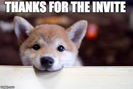 Cute Dog Imgflip