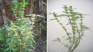 Image result for Dicliptera laxata