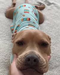 5 Ways How To Show Your Dog Love That They Can Understand Cute Baby Animals Cute Funny Animals Cute Dogs