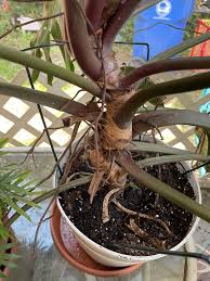 Image result for Kleinia longiflora