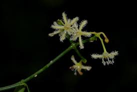 Image result for Periploca linearifolia