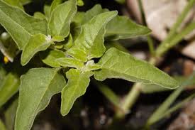 Image result for Solanum chenopodioides