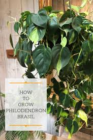 How To Grow And Propagate The Gorgeous Philodendron Brasil Sometimes Spelled Philodendron Brazil These Are Philodendron Plant Plants Plant Care Houseplant