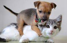 Those images of puppies and kittens are adorable and i love looking at pictures of puppies and kittens in fact mine and my fiances calender has pictures of you are very good at taking several photos and putting them all together. Funny Pictures Of Cats And Dogs