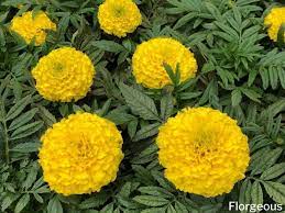 Maybe you would like to learn more about one of these? 43 Types Of Yellow Flowers With Names Meaning And Pictures Florgeous