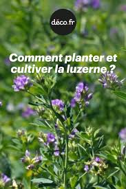 Comment Planter Et Cultiver La Luzerne Comment Planter Luzerne Planter Des Fleurs