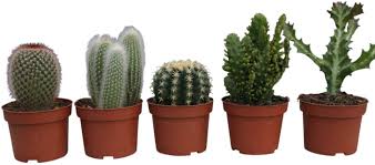 From low maintenance cacti to beautiful mini roses, add a dose of greenery to your living space with the selection of house plants from homebase. Cactus Plants Set Of 5 Large Indoor Cactus Plants Garden Market Place