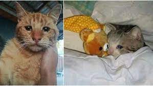 Maybe you would like to learn more about one of these? Taruhan Deh Kamu Bakal Ikut Sedih Lihat 11 Kucing Ini Menangis Siapa Yang Tega Menyakitimu Nak
