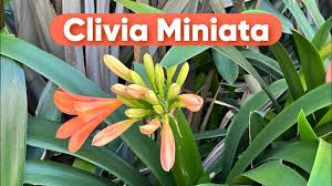 Image result for Clivia miniata