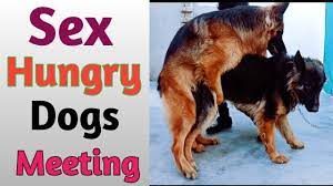 Dog meeting xxx