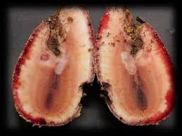 Image result for Jatropha erythropoda