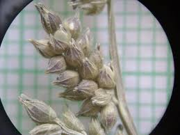 Image result for Echinochloa frumentacea