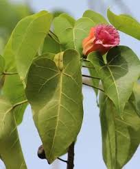 Image result for Combretum collinum