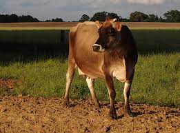 You Re Drinking The Wrong Kind Of Milk Mother Jones
