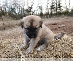 Great pyrenees x anatolian sheperd puppies. Puppyfinder Com Anatolian Shepherd Puppies Puppies For Sale Near Me In Texas Usa Page 1 Displays 10