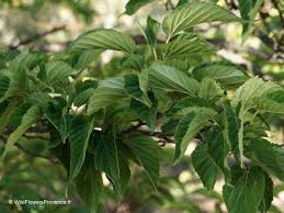 Image result for Morus