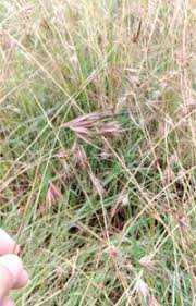 Image result for Themeda triandra