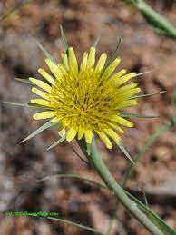 Yellow Salsify Tragopogon Dubius Photographed In Colorado By B N Sullivan Yellow Wildflowers Wildflower Garden Wild Flowers
