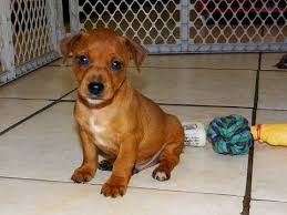 Puppies for sale rick burns 7529 e. Puppies For Sale Craigslist In South Carolina 07 2021