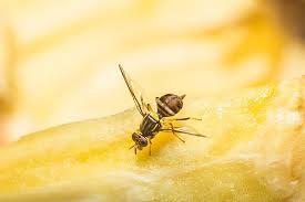 Before an infestation clogs your drains, call generally, the best control for these flies is to remove the breeding site, which is the organic material that your local orkin technician is trained to help manage drain flies and similar pests. Blog Fruit Flies How To Get Rid Of These Tiny Pests