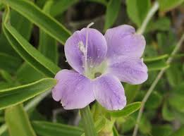 Image result for Barleria lancifolia