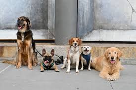 Chinese 2021 predictions suggest that things should go well in your finances this march 2021 reels in temptation for both dog genders this month. Dogs Of The Dow Stock Picking Strategy Didn T Work This Year It Could In 2021 Barron S