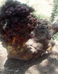 Image result for Sarcophyte