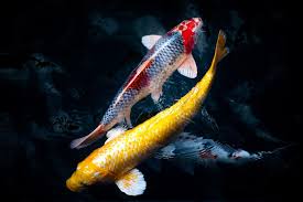 The shape of a koi pond needs to meet two requirements. Are Koi Ponds Cruel Cruelty Free Soul