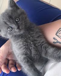 Britishshorthair Scottishstraight Cat Turkey World Kedi Animal Animals Cats Catsofinstagram Catstagram Catlover Cato With Images Instagram Posts Cats Instagram