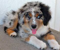 Black And Brown Australian Shepherd Puppy Dogs And Puppies Properly Care For Your Dog With These Tips Want To Know More C Australian Shepherd Puppies Australian Shepherd Australian Shepherd Puppy