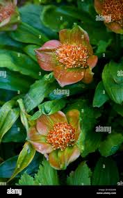 Image result for Scadoxus membranaceus