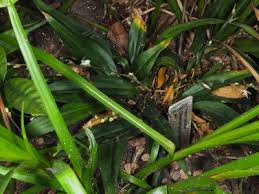 Image result for Chlorophytum sparsiflorum