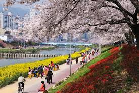 Hasil gambar untuk bunga sakura seoul