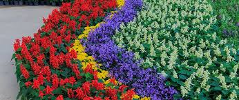 Uporabljamo široko mrežo lokalnih des moines cvetličarji in imajo svoje cvetje, šopke. Des Moines Most Popular Spring Summer Annual Flowers A Lawn Landscape Blog