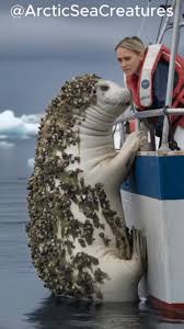 Seal Covered in Millions of Barnacles Surprises Fisher | TikTok