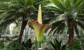 Corpse Flower Corpse Flower Is The Rare And It Is The Largest And Smelliest Flower In The World It Produces A Titan Arum Corpse Flower Amorphophallus Titanum