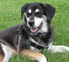 Signs your dog may detect cancer the key thing that makes dogs so adept at detecting cancer in a person is their sense of smell. Your Dog Doesn T Know He Has Cancer