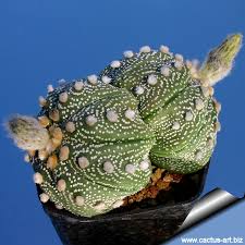 Image result for Thesium asterias