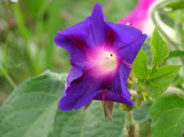 Image result for Ipomoea violacea