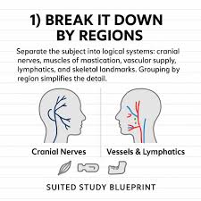 Image result for Neck Exam